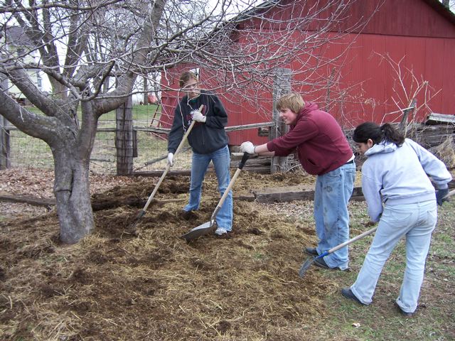 fertilize tree