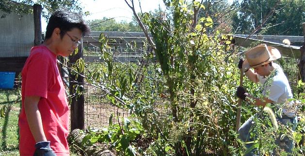 Cleaning flowerbed by barn