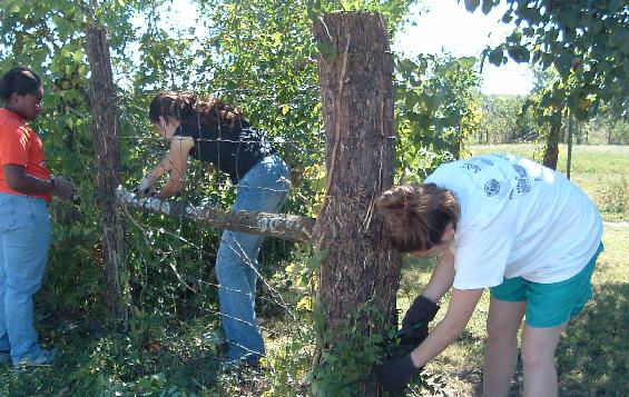 Cleaning fence row