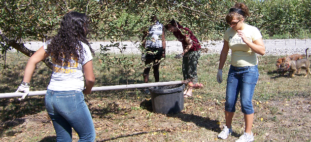 Picking Apples